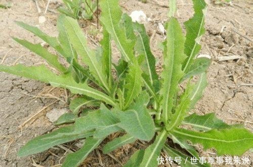 苦菜|藥食同源,民間苦菜,被古本草列為極品,遍布農村鄉下卻少有人知