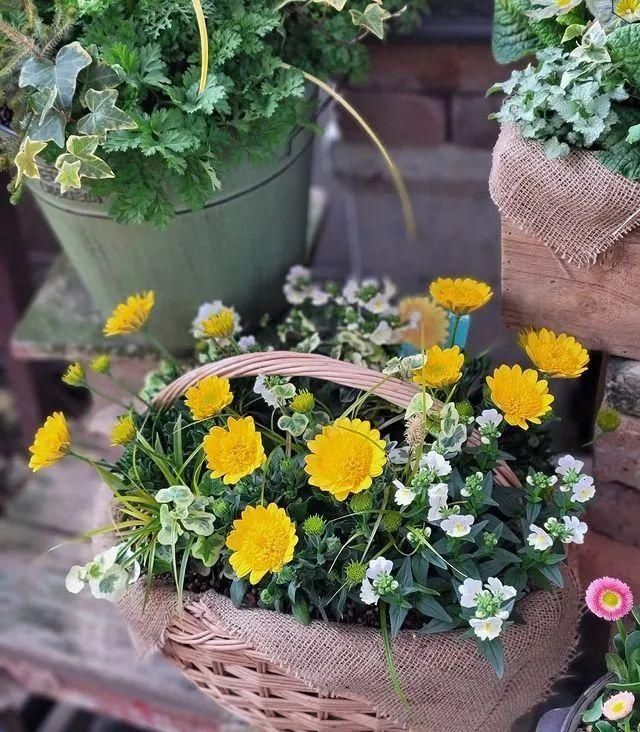 山野草，也高雅！