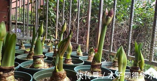 脸大|公认好养的“大漂亮花”，大球随便丢土里，花朵鲜艳比脸大