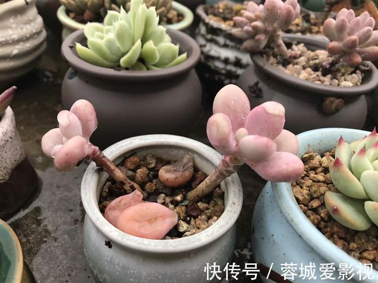 秋季雨水多，养多肉该不该淋雨？摸清这些前提，越养越漂亮