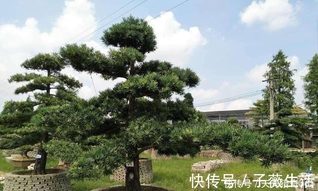 都说这种树很贵!其实剪根“枝条”,埋土里就能长,不用花钱买!