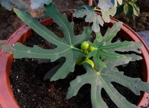 阳台养花过时了,盆栽这2款果树,赏花有果子吃,真令人羡慕