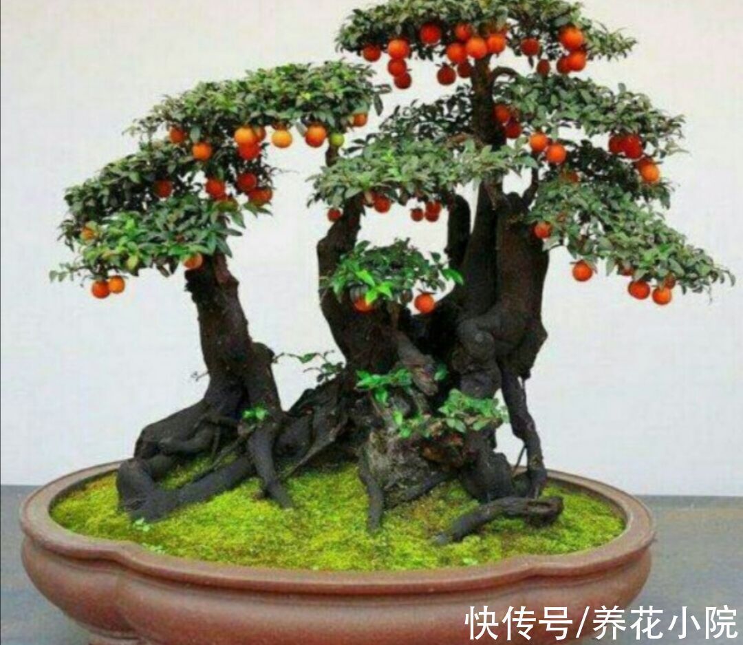 金弹子|家里养3种“观果盆景”,枝头挂累累硕果,真是漂亮又喜庆
