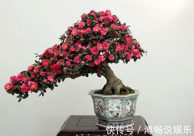 套路|抓住茶花“生长规律”,再来点养花“套路”,养好茶花没那么难!