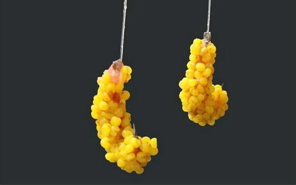 入秋后鱼不开口,只需这样处理,鱼群疯狂聚集!