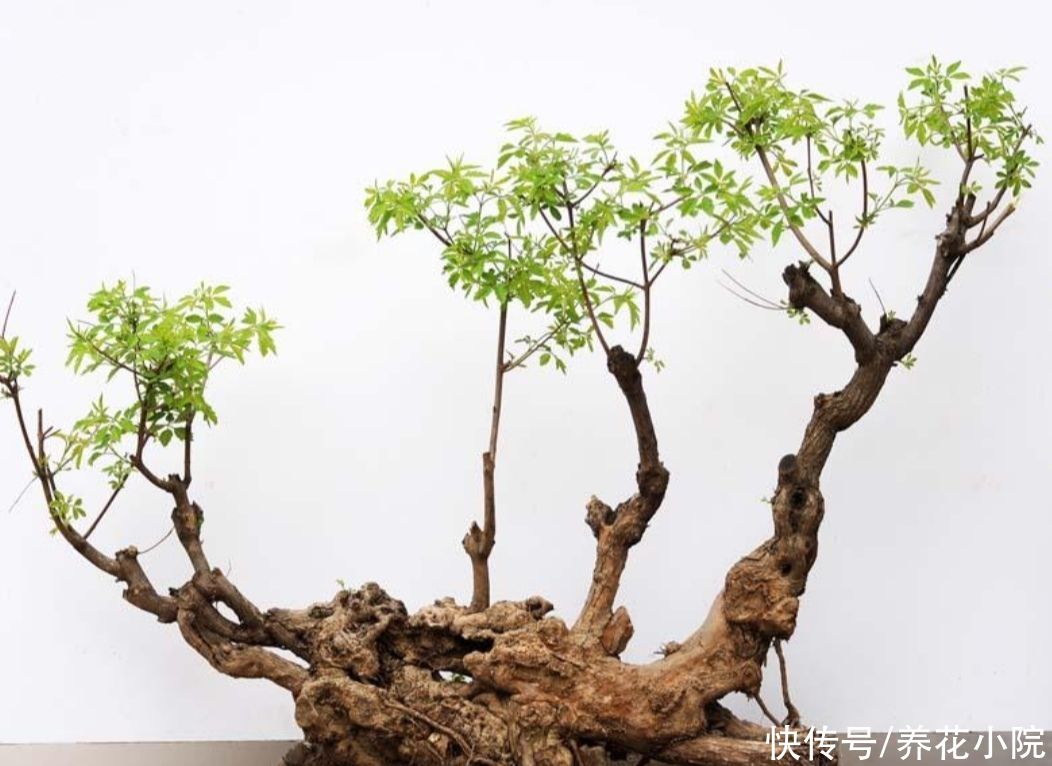 苍劲|农村随处可见的2种植物，拿来做盆景，苍劲古朴，观赏性强