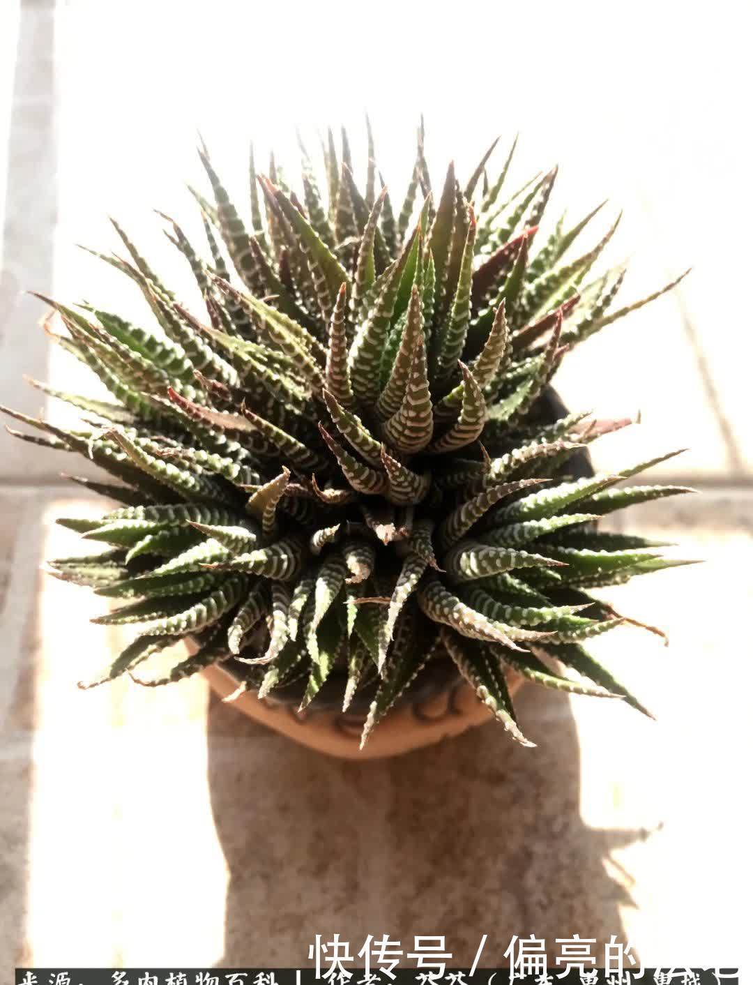 养花|一种爱好就是一种境界，养花养多肉可以培养一个人的心境！