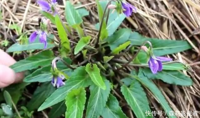 农村叶子像“犁头”,开紫花的野草,价值珍贵,看到请珍惜