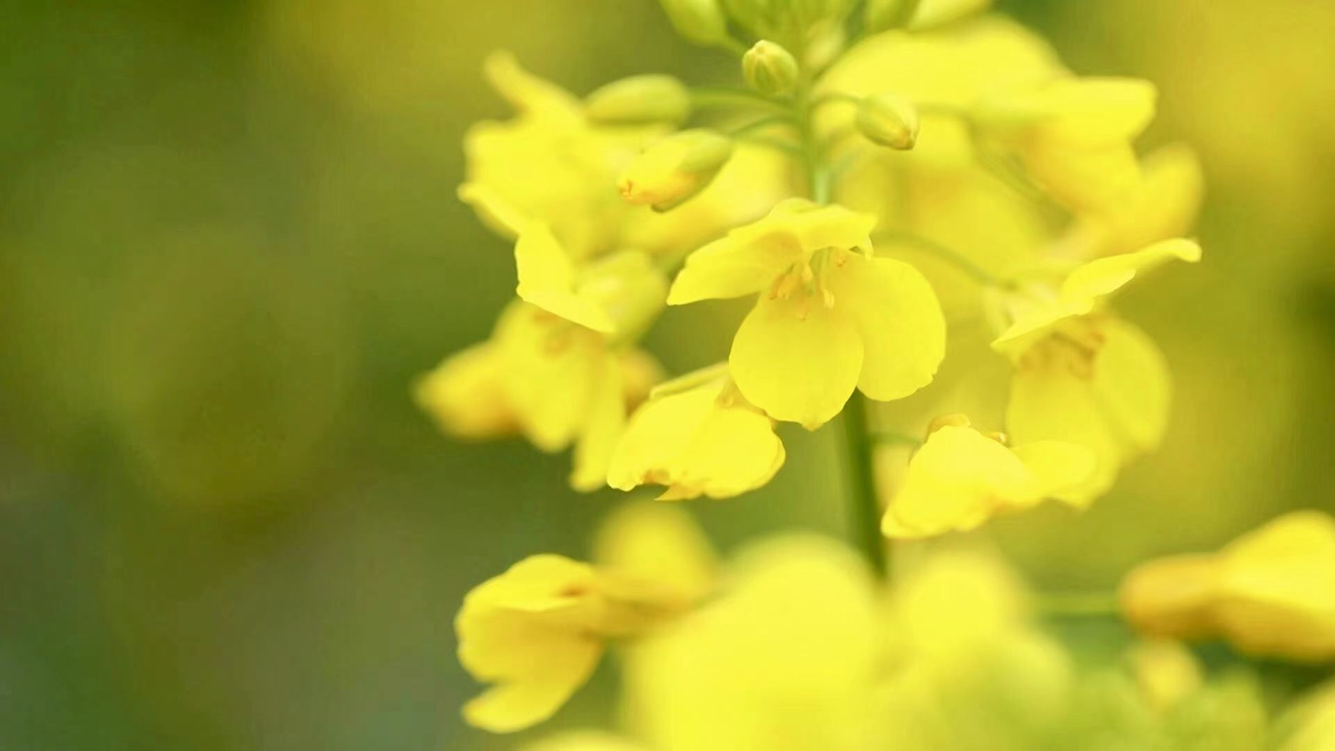 桃江|全省最早！临海桃江十三渚500亩油菜花惊喜盛开，一起来寻找春的气息吧