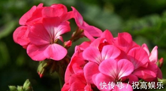 不如养一盆“天竺葵”，养护只需记住3点，养出花团锦簇的天竺葵