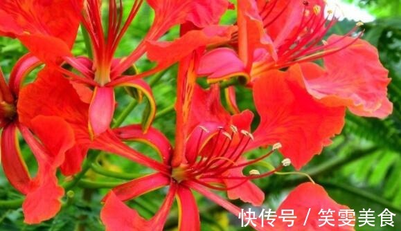 美颜色|喜欢养花，不如养盆木棉花，火热青春，花美颜色艳，开花90天