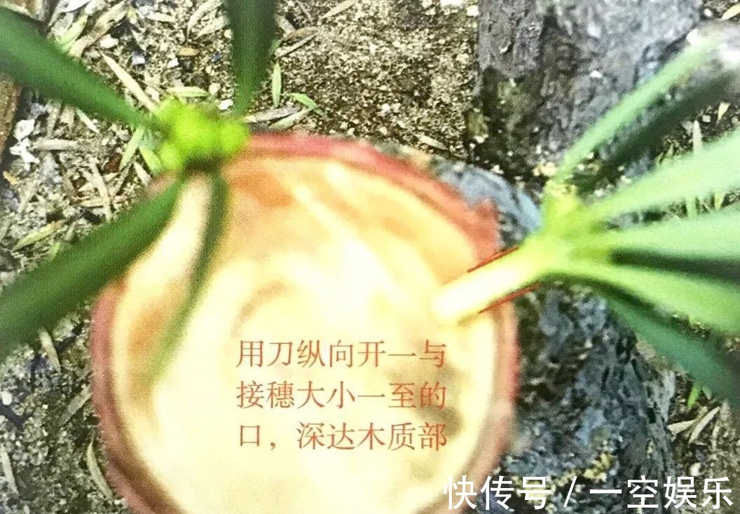 台友们|罗汉松芽接案例分享,台长教你玩出别出心裁的岭南盆景!