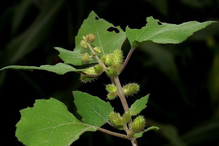 疥癣|专家讲解常吃以下3种野菜，清热解毒、降压保肝，还能润泽皮肤