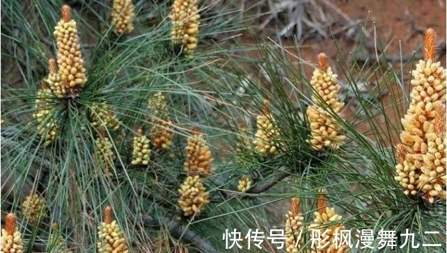 暖阳&你知道这是什么花吗?其实,你家山上就有,只是没有在意