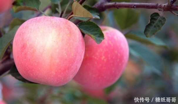 身体|每晚睡前吃一个苹果,坚持10天,身体发生了大变化,尤其是女性