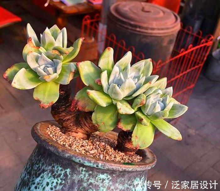 不容错过的浓颜系多肉,简介珊瑚珠、法瑞诺莎、花月夜、红霜