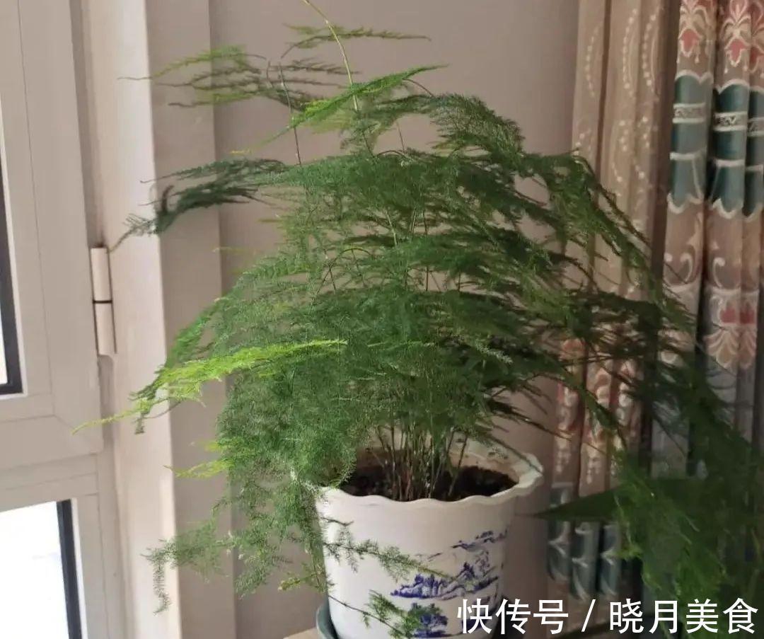 浇水|15种常见花，冬天浇水有讲究，小心越浇花越死