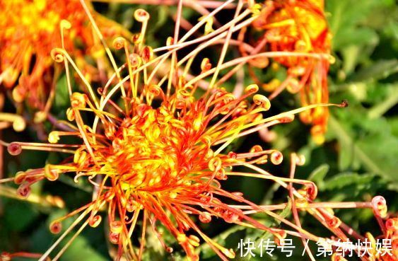 喜欢菊花,就养盆“珍稀名菊”秋水红霞,似晚霞映水,美丽高贵