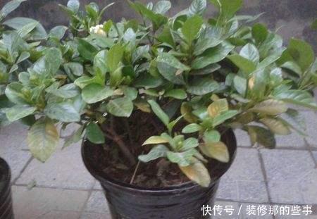 根系腐烂|快速解决栀子花、绿萝、吊兰、发财树烂根黄叶难题?1招搞定