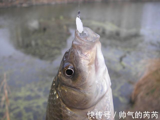 鱼群|钓点选新还是旧,老钓友告诉你,喜新厌旧还真不是个贬义词