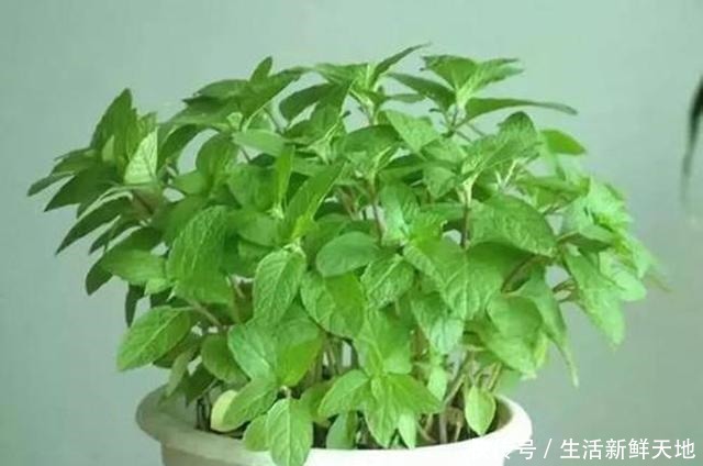 这2种花直接摆在阳台上，避免蚊虫飞进来，过夏无叮咬舒服多了！