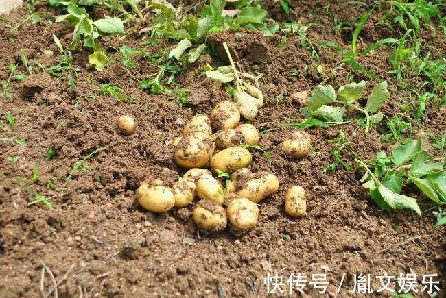 美味|土豆营养又美味，但炒的时候不能放此物，现在知道还不晚！
