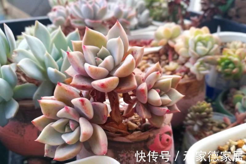 要点|立秋以后,养多肉牢记3个要点,长势迅速养出果冻色