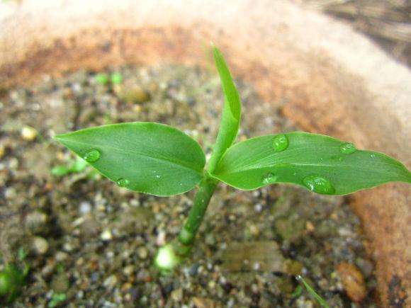 生芽的土豆,不是“废物”,丢在花盆,长出一盆”富贵竹“还能吃