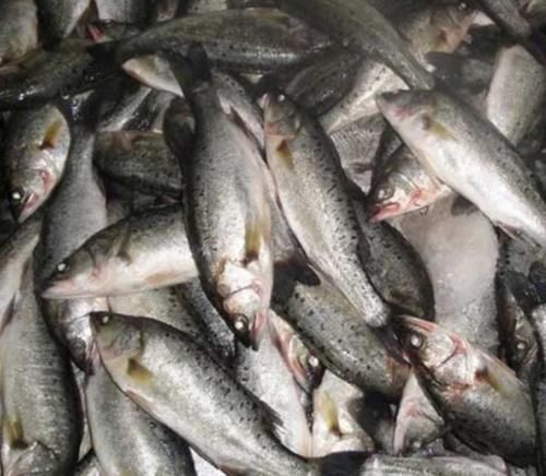这3种海鱼是“首选”，美味营养足，菜市场直奔，鱼贩：真会吃！