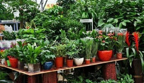 嫌弃鸡鸭粪便臭?不如就用它来养花,无异味,肥效温和又持久