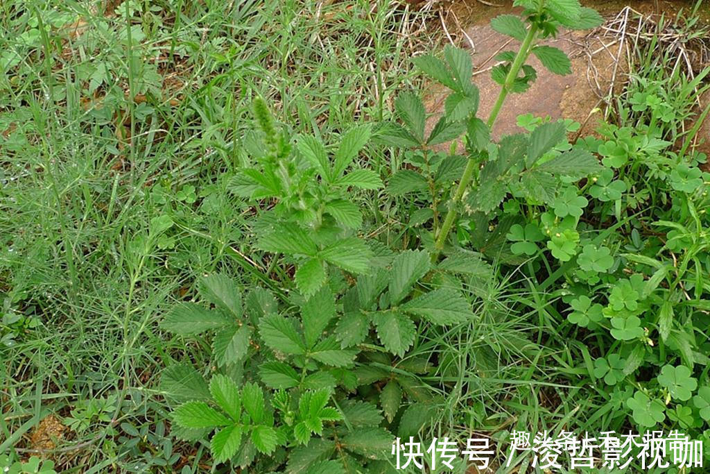 农田|满身都是刺,却成民间极品野菜,如今15元一斤,吃过的人不多