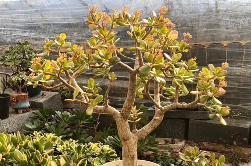 养了20年的玉树,杆子比大腿还粗,满树白花跟下雪了一样