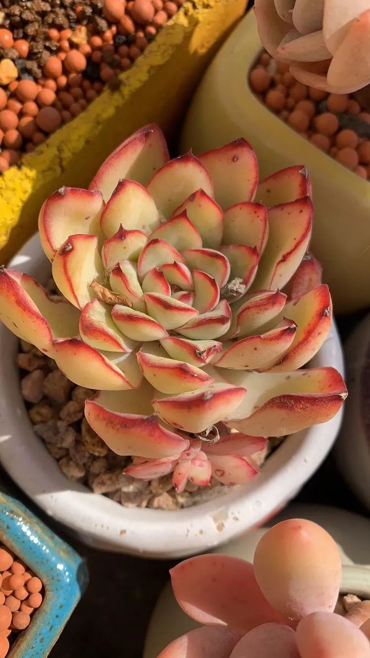 半年时间，多肉从3盆发展到600盆，入坑切莫太心急！