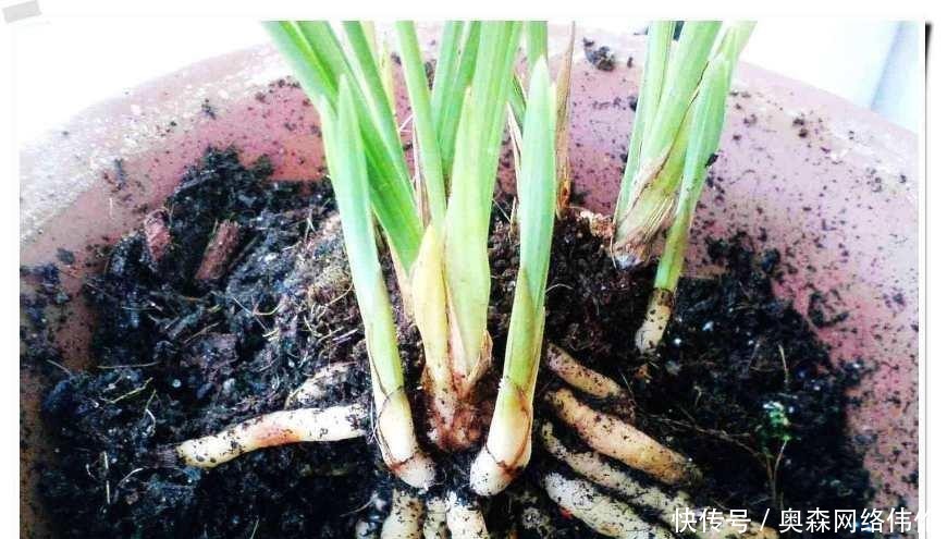  方法|兰花盆土加点“万能肥料”，用对方法，可能真的10年不需要施肥