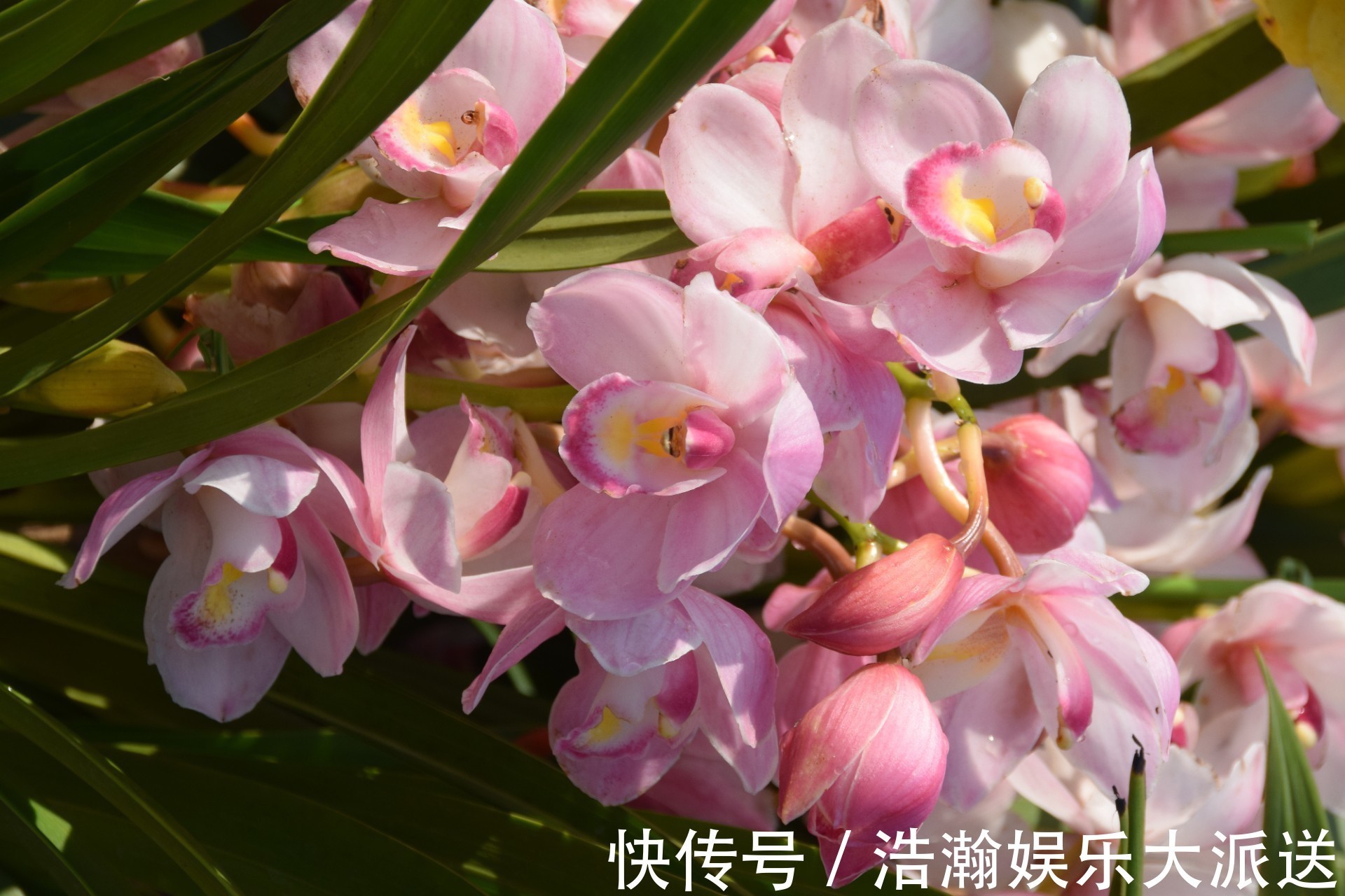 典雅|此花寓意是高贵雍容,给人一种优美典雅的气质,象征着丰盛祥和