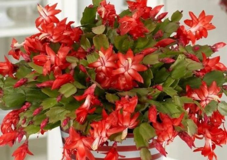 冬天|蟹爪兰冬天有“4怕”,养护方法不对,花苞容易凋落