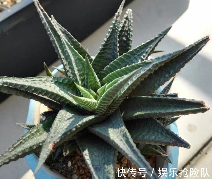 伤口|多肉长花箭该如何处理?除了剪掉,还要这么处理花箭和术后母株