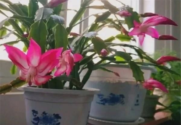 有暖气的地方，我建议你在室内养这6种花，整个冬季天天有花赏