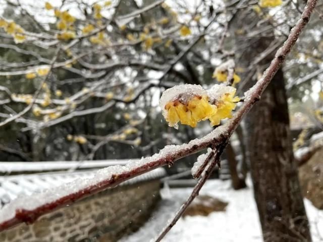 油菜花|春雪漫卷，蓬莱阁的美藏不住了！