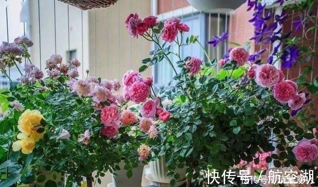 造园|7㎡迷你“阳台造园”小阳台这样布置,也能美成的花园!