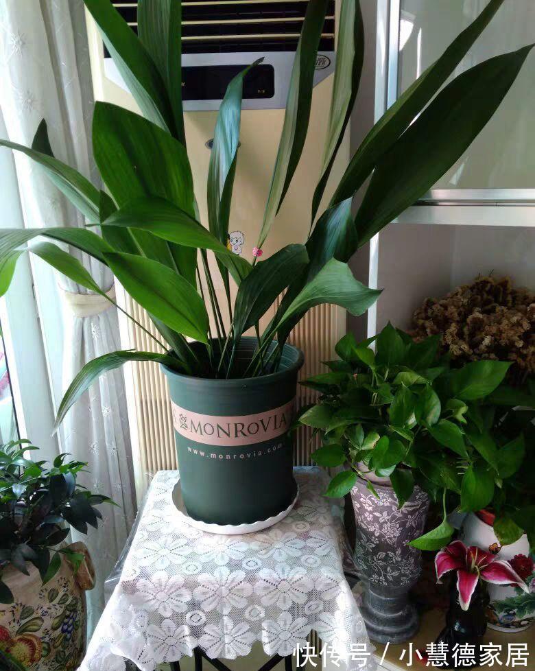 漂亮|6种“懒人花”吉利又漂亮,客厅养一盆,一个月不浇,也能挤爆盆