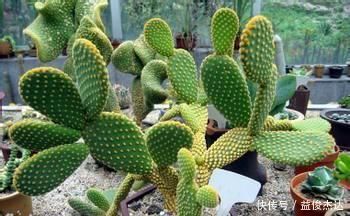 3种其貌不扬的植物,养一盆家里变成“天然氧吧”,是盆栽佳品!