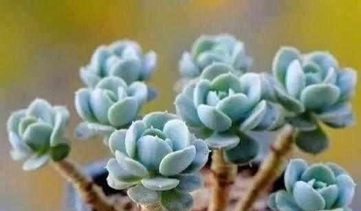 这6种多肉，不浇水都能爆盆，你能养死我不服！