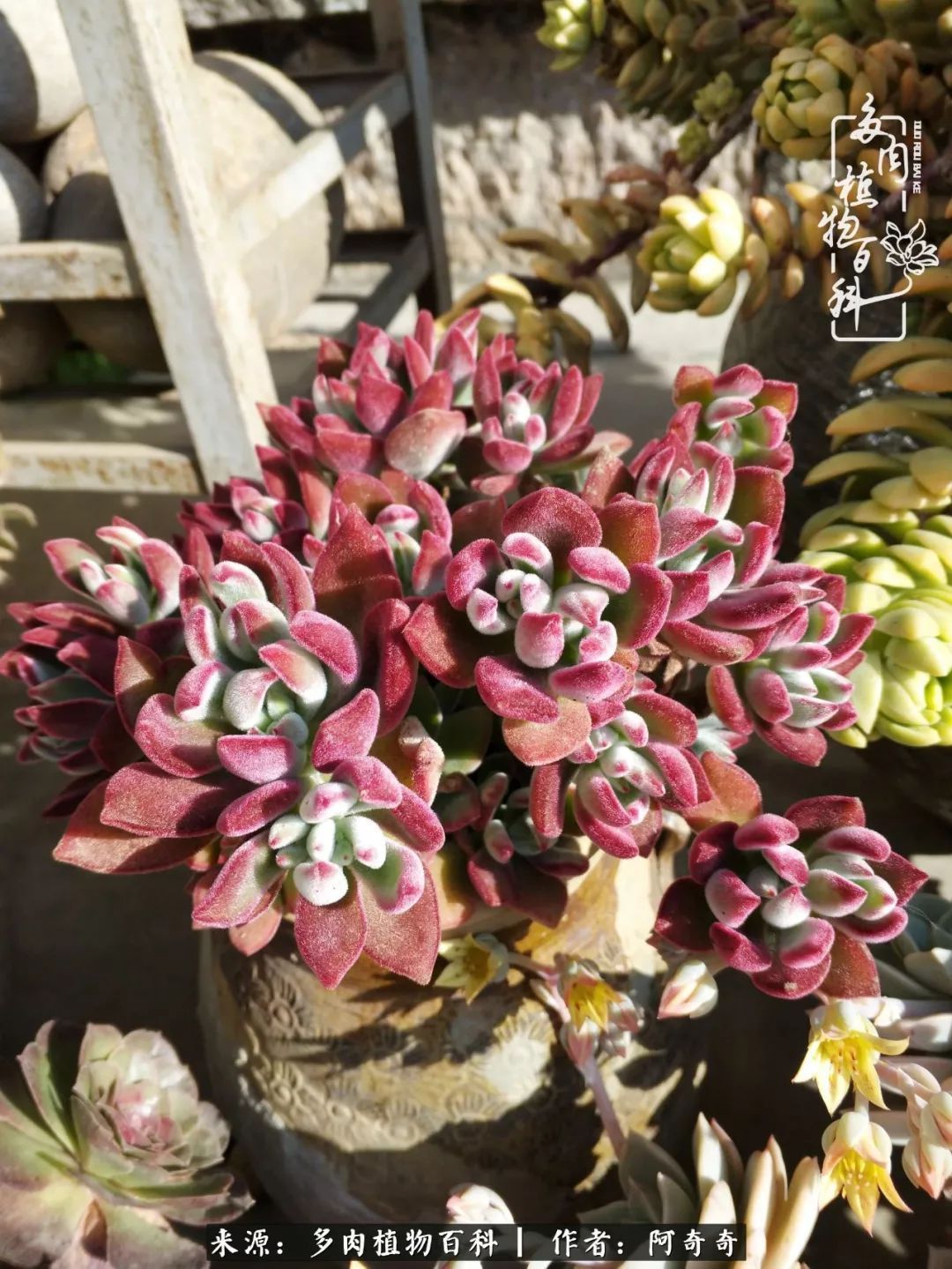 静心养多肉，只是为了在成人的世界里随波不逐流！