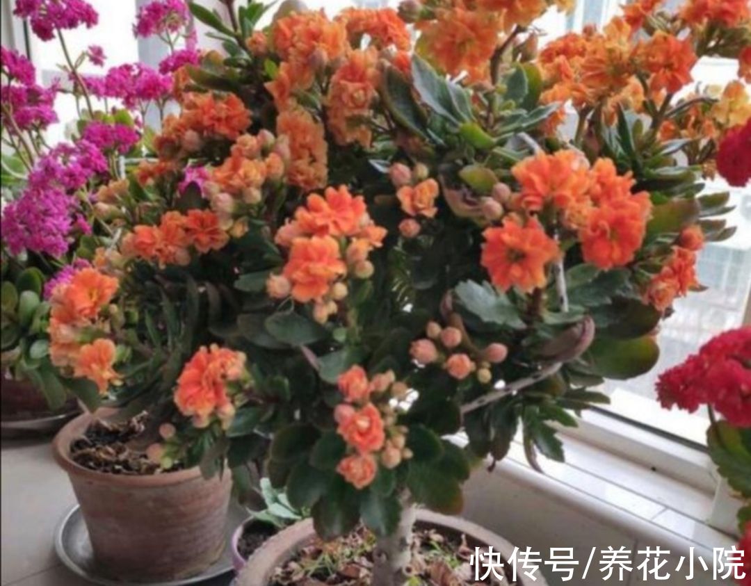 家里养5种花，10月以后别“修剪”，不然影响来年开花