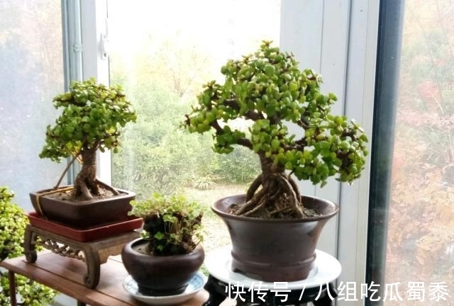 这6种花的寿命很长，养成“老桩”后，价值大增，越老“越值钱”