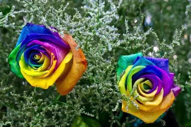 太太太漂亮了，绝对没有见过，发到群里，朋友们会爱死你的！