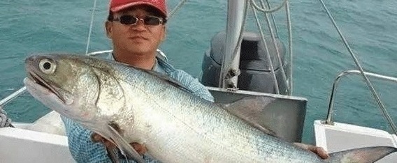 被誉为最好吃的海鱼,鱼肉似“千层糕”,我国独有,却少有人知