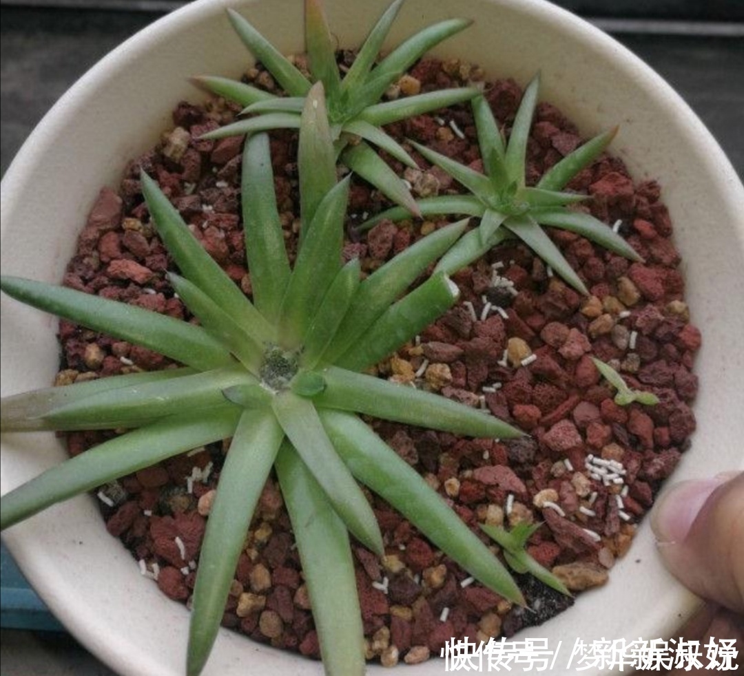 小虫子|花盆里出现小黑飞怎么办？只用2招，全部清除干净