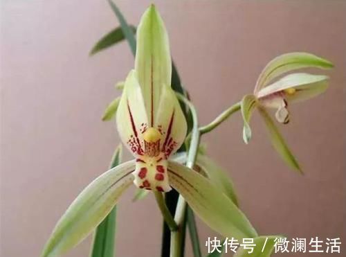 小桃红|可以食用的兰花，曾争相抢购，现在人手一盆，花色多变，香味扑鼻